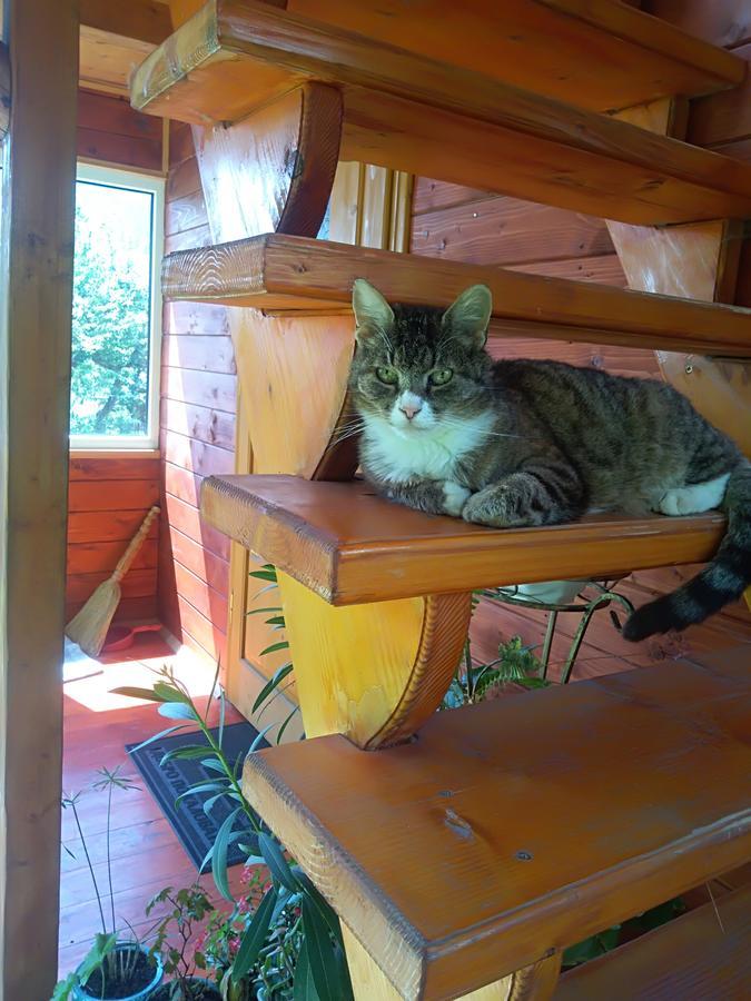 Котедж "Барвінок" Verkhovyna Esterno foto